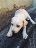 Não tem 
