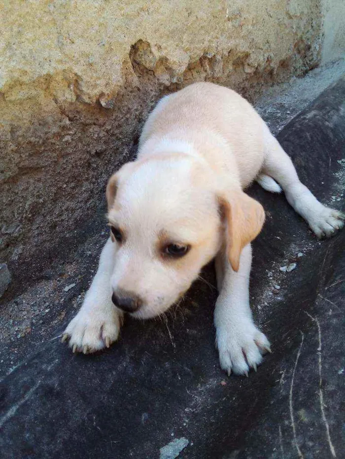 Cachorro ra a Sem raça definida  idade 2 a 6 meses nome Não tem 