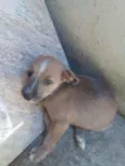 Não tem 