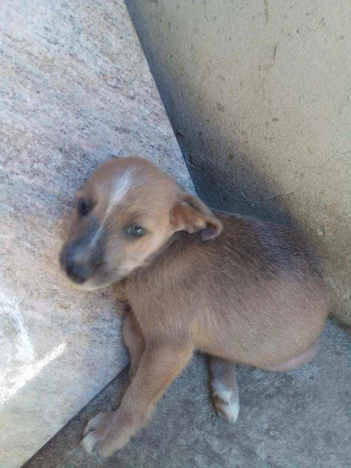 Cachorro ra a Sem raça definida  idade 2 a 6 meses nome Não tem 