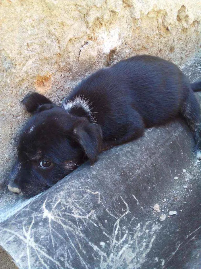 Cachorro ra a Sem raça definida  idade 2 a 6 meses nome Não tem 