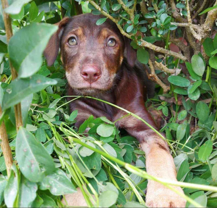 Cachorro ra a Srd idade 2 a 6 meses nome Cacau