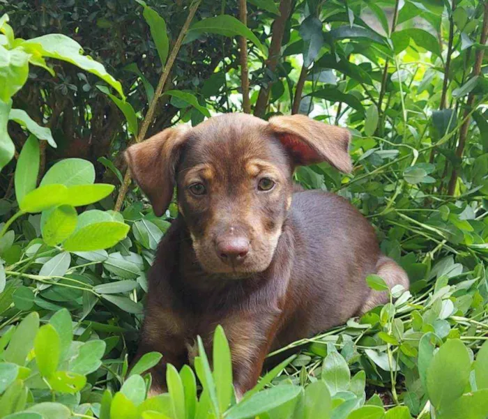 Cachorro ra a Srd idade 2 a 6 meses nome Cacau