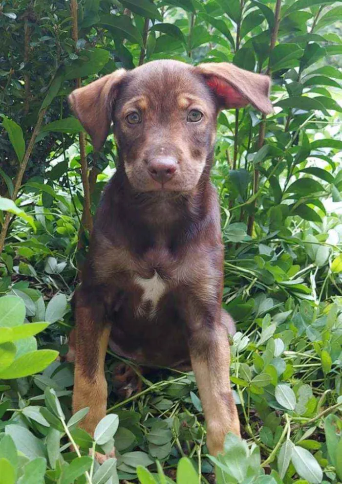 Cachorro ra a Srd idade 2 a 6 meses nome Cacau