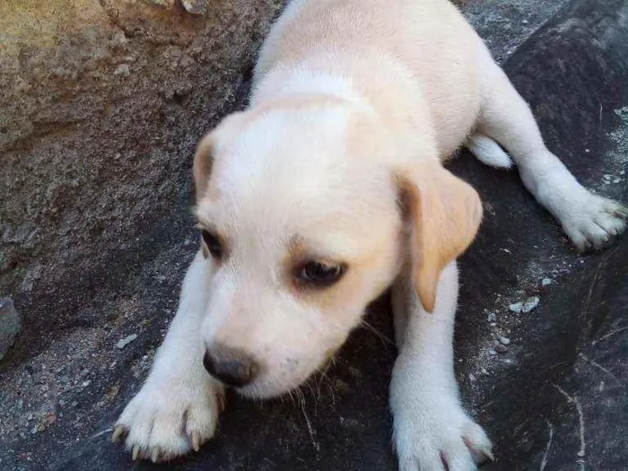 Cachorro ra a Sem raça definida  idade 2 a 6 meses nome Não tem 