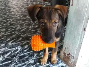 Cachorro raça Srd idade 2 a 6 meses nome Joaquim