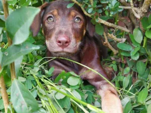 Cachorro raça Srd idade 2 a 6 meses nome Cacau