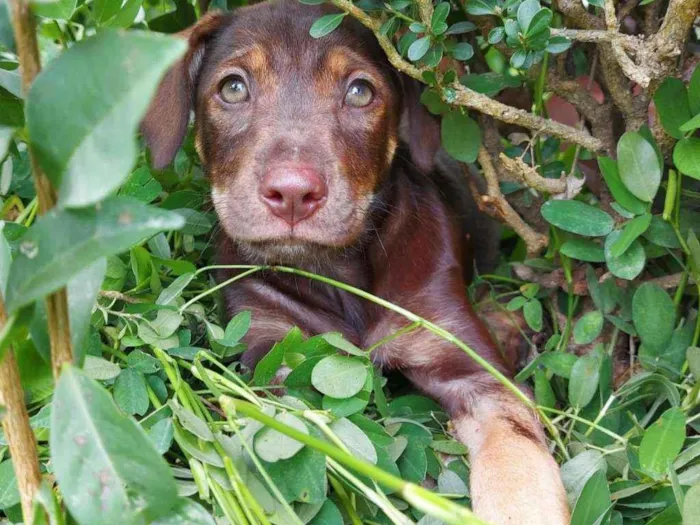 Cachorro ra a Srd idade 2 a 6 meses nome Cacau