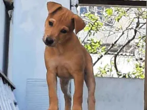Cachorro raça Srd idade 2 a 6 meses nome Juliette