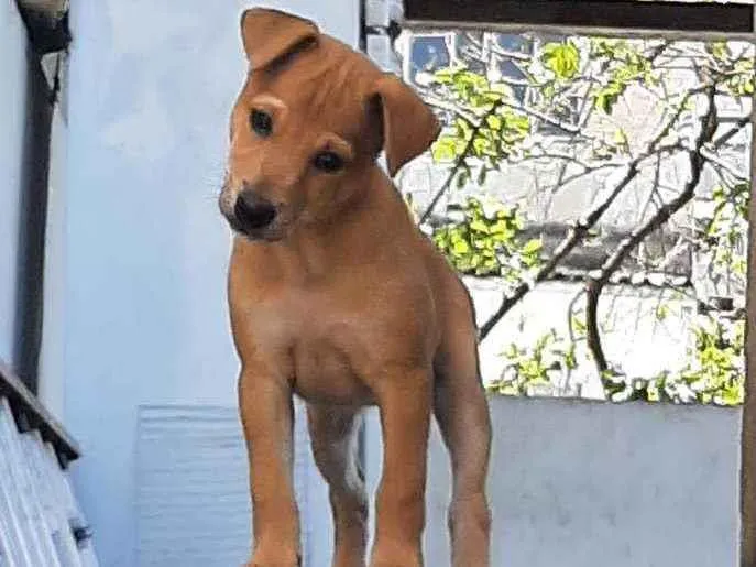 Cachorro ra a Srd idade 2 a 6 meses nome Juliette