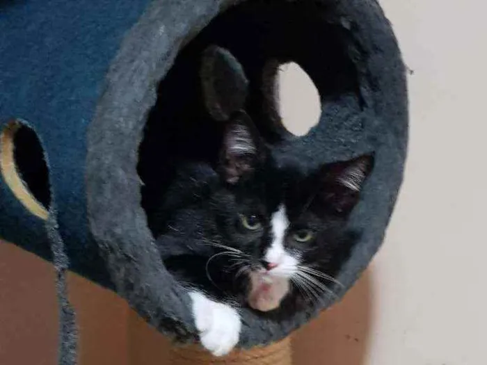 Gato raça SRD idade 2 a 6 meses nome Galileu