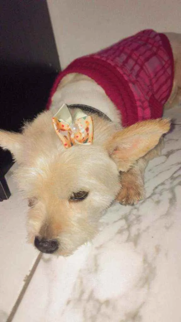 Cachorro raça NN sei a raça idade 2 anos nome Gramora