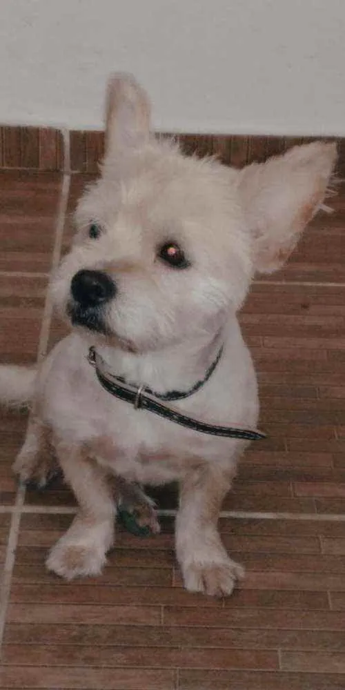 Cachorro raça NN sei a raça idade 2 anos nome Gramora