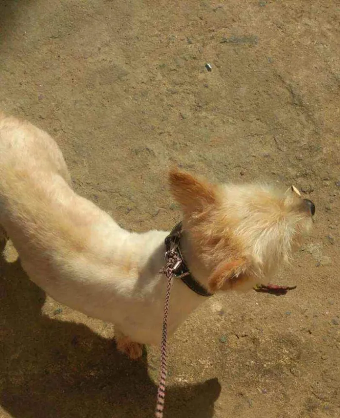Cachorro raça NN sei a raça idade 2 anos nome Gramora