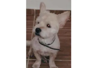 Cachorro raça NN sei a raça idade 2 anos nome Gramora