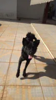 cachorrinho