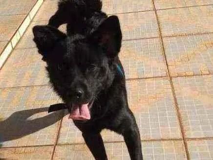 Cachorro ra a sem idade 1 ano nome cachorrinho