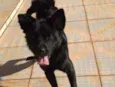 cachorrinho