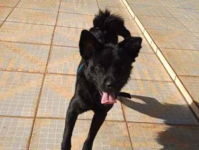 Cachorro raça sem idade 1 ano nome cachorrinho