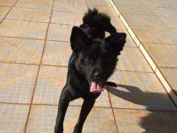 Cachorro ra a sem idade 1 ano nome cachorrinho