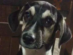 Cachorro raça SRD idade 7 a 11 meses nome Pretinho