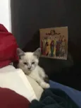 Dominique