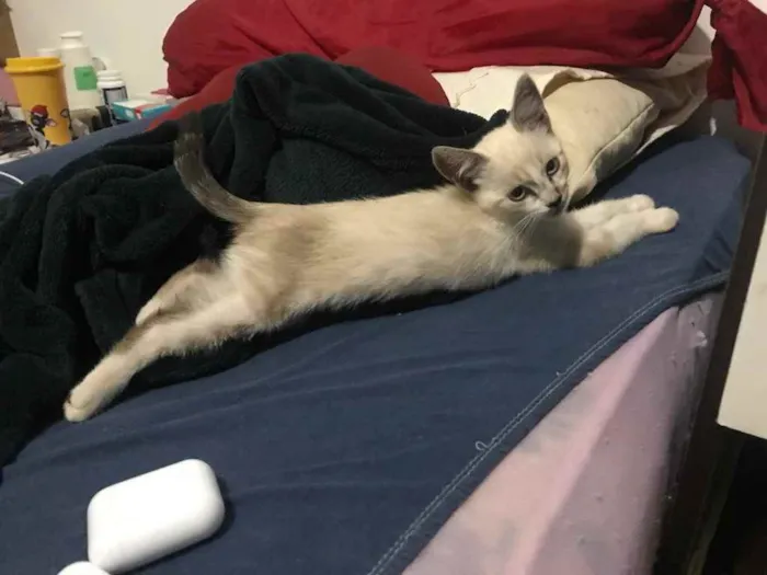 Gato ra a Desconhecida idade Abaixo de 2 meses nome Dominique