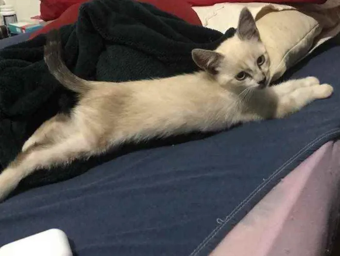 Gato ra a Desconhecida idade Abaixo de 2 meses nome Dominique