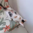 Mel