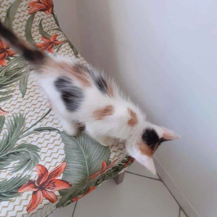 Gato raça Não discriminado  idade Abaixo de 2 meses nome Mel
