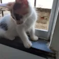 Mel