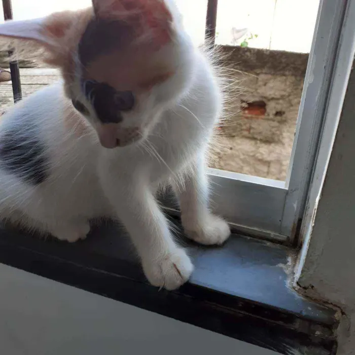 Gato raça Não discriminado  idade Abaixo de 2 meses nome Mel