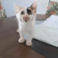 Mel