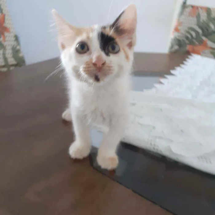 Gato raça Não discriminado  idade Abaixo de 2 meses nome Mel