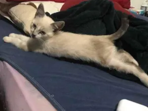 Gato raça Desconhecida idade Abaixo de 2 meses nome Dominique