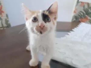 Gato raça Não discriminado  idade Abaixo de 2 meses nome Mel