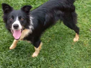 Cachorro raça Border Collie idade 7 a 11 meses nome Duda