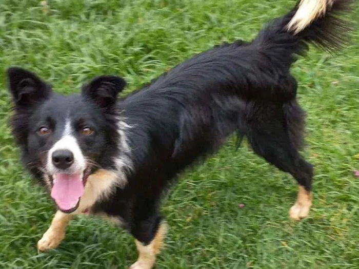 Cachorro raça Border Collie idade 7 a 11 meses nome Duda