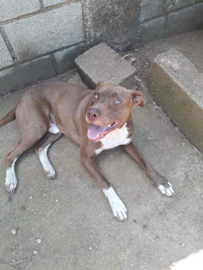 Cachorro raça Mistura com pitbull  idade 1 ano nome Spyker