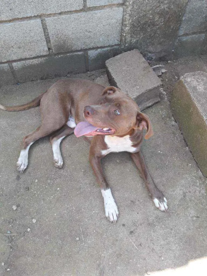 Cachorro raça Mistura com pitbull  idade 1 ano nome Spyker