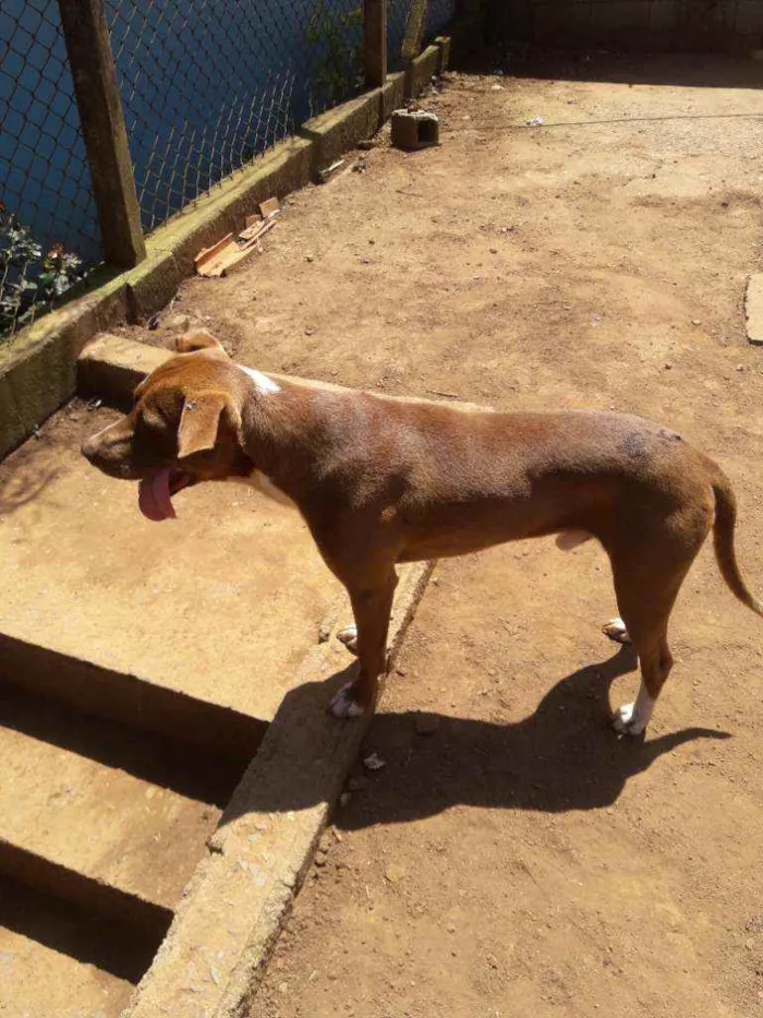 Cachorro raça Mistura com pitbull  idade 1 ano nome Spyker
