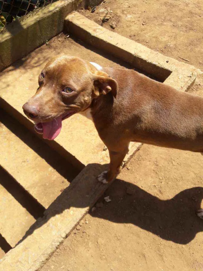 Cachorro raça Mistura com pitbull  idade 1 ano nome Spyker