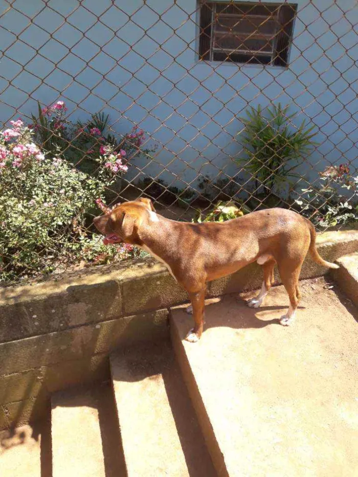 Cachorro raça Mistura com pitbull  idade 1 ano nome Spyker