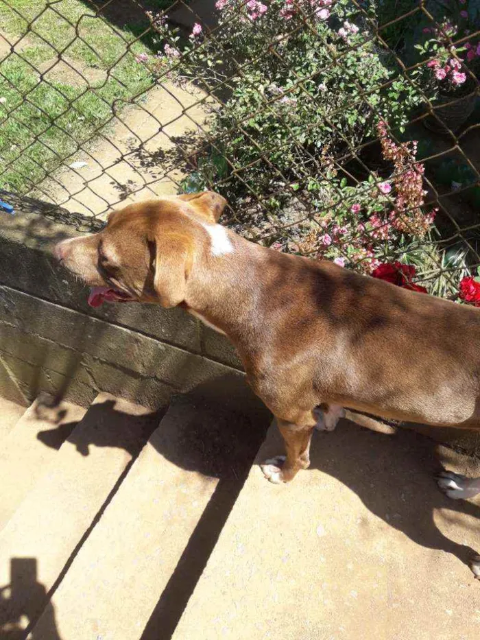 Cachorro raça Mistura com pitbull  idade 1 ano nome Spyker