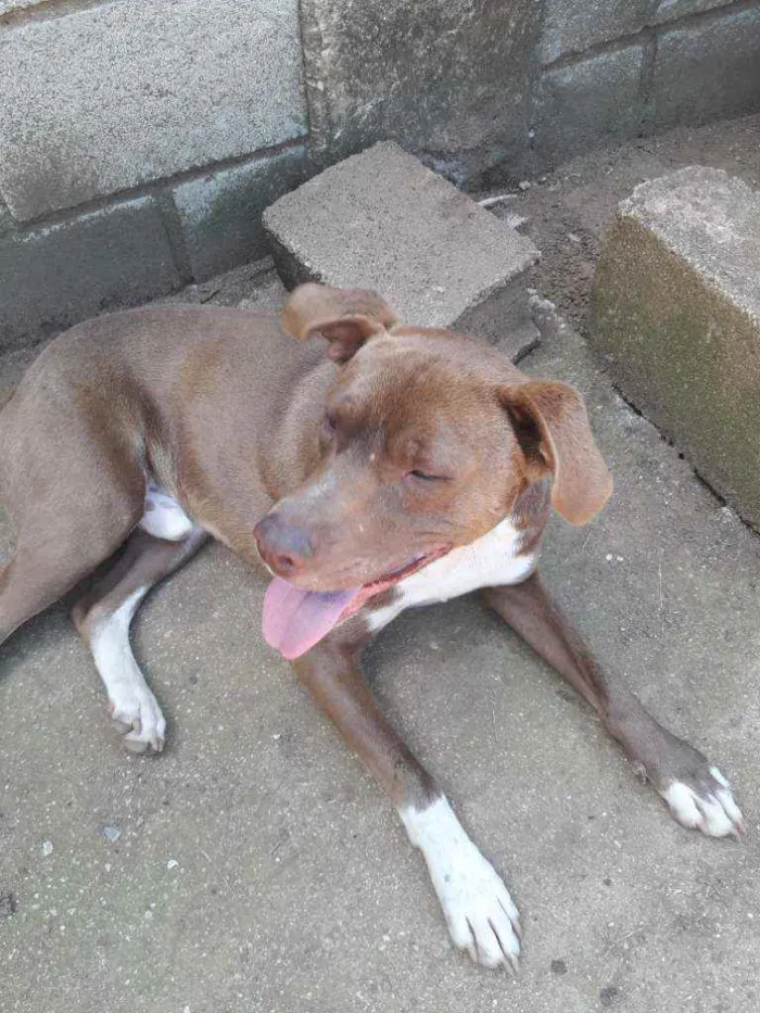 Cachorro raça Mistura com pitbull  idade 1 ano nome Spyker