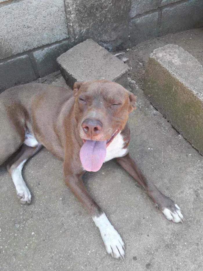 Cachorro raça Mistura com pitbull  idade 1 ano nome Spyker