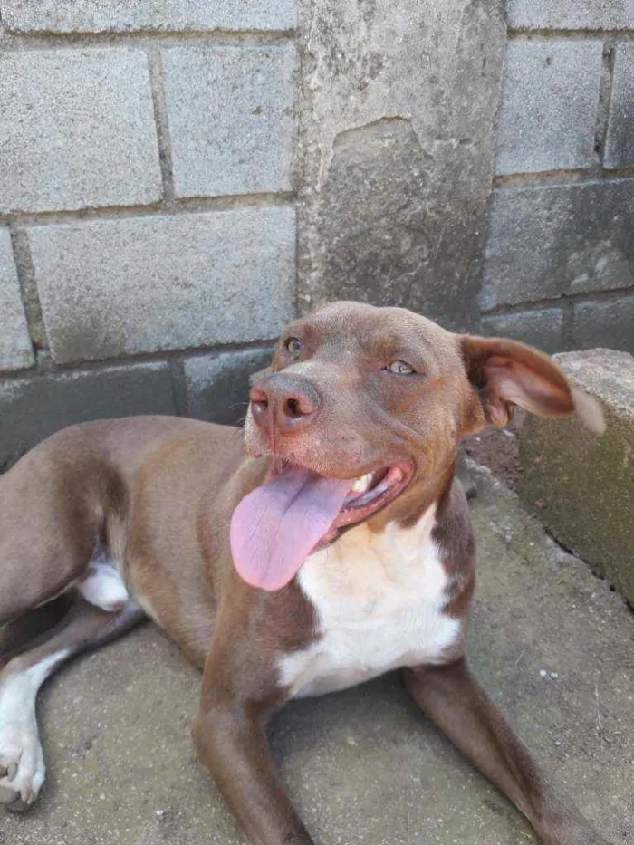 Cachorro raça Mistura com pitbull  idade 1 ano nome Spyker