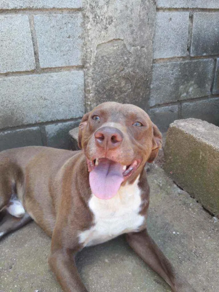 Cachorro raça Mistura com pitbull  idade 1 ano nome Spyker