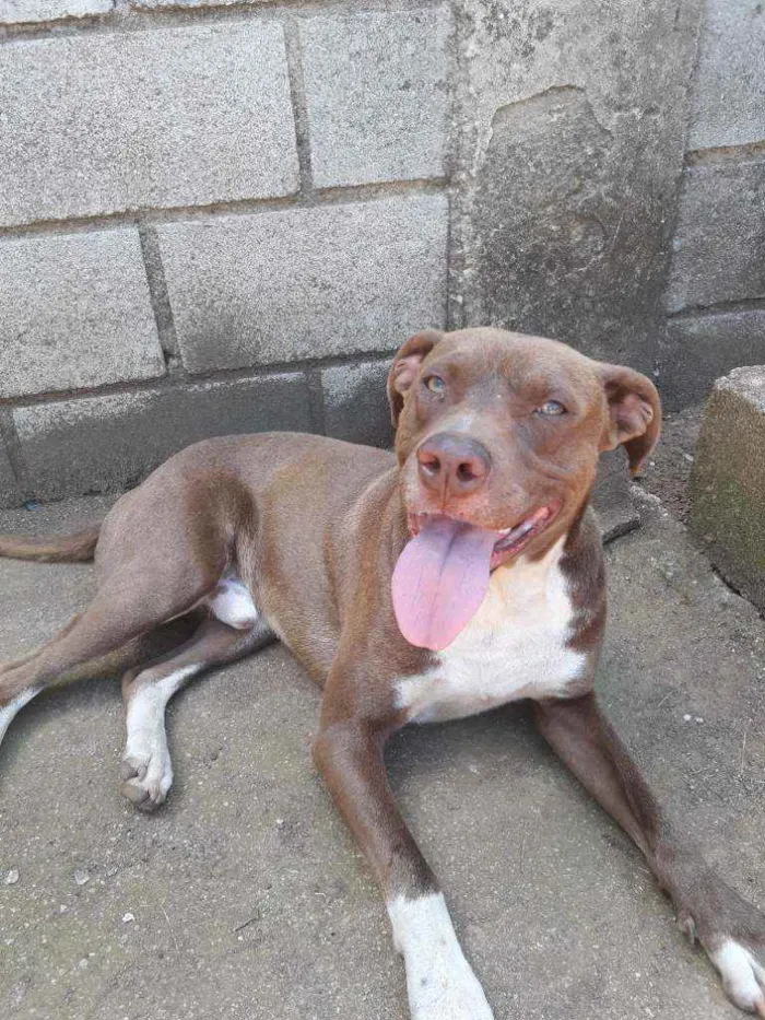 Cachorro raça Mistura com pitbull  idade 1 ano nome Spyker