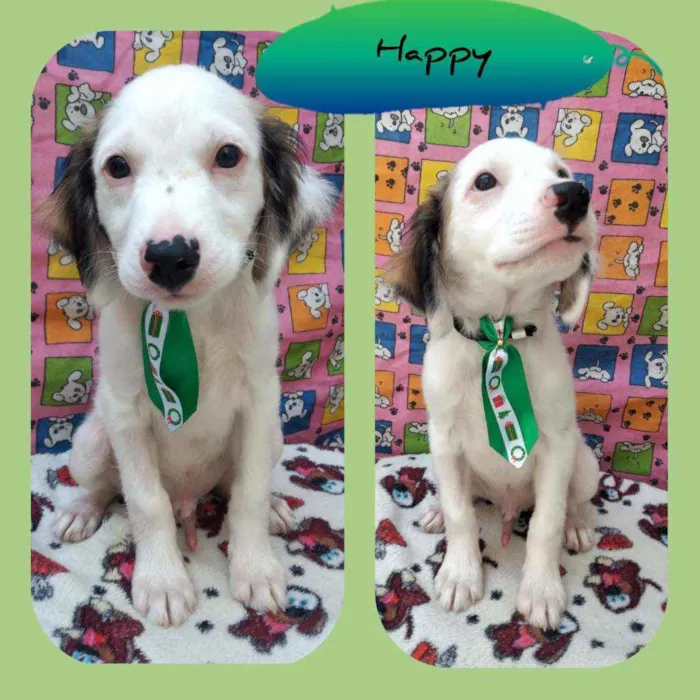 Cachorro raça SRD  idade 2 a 6 meses nome Happy